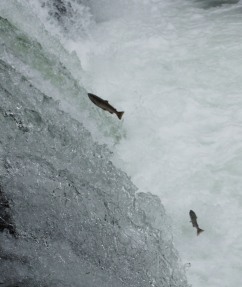 さくらの滝のサクラ鱒