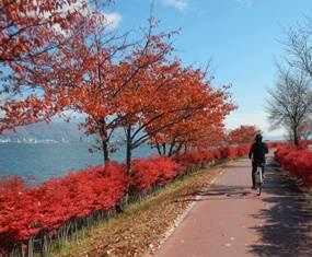 紅葉の中、諏訪湖一周のｻｲｸﾘﾝｸﾞ