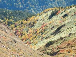 焼岳東斜面の笹原と紅葉