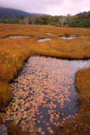 ⑥池に浮かぶ紅葉